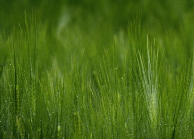 Full frame shot of wet crops