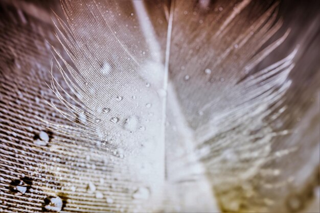 Photo full frame shot of wet feather