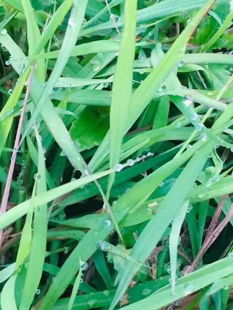 Full frame shot of wet grass on field