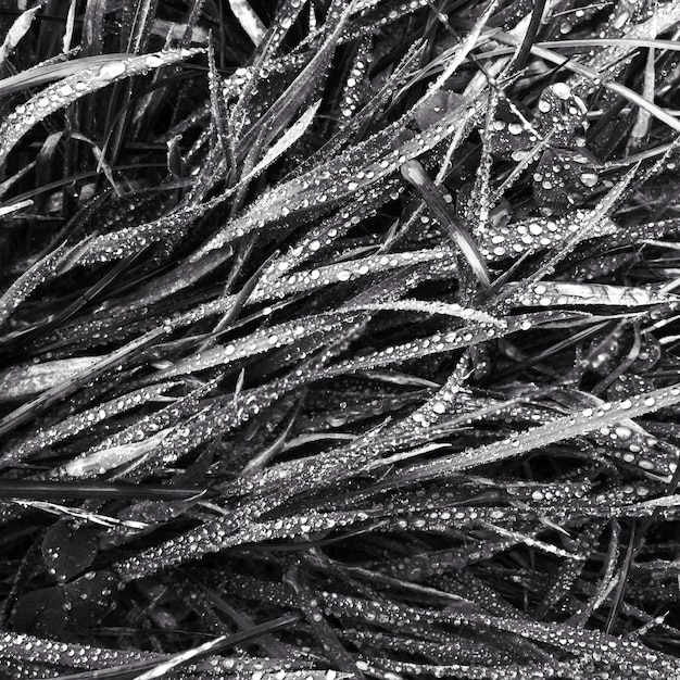 Full frame shot of wet grass