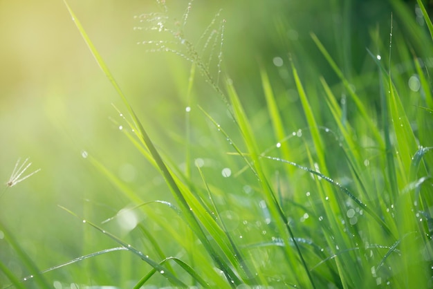 Full frame shot of wet grassy field during rainy season