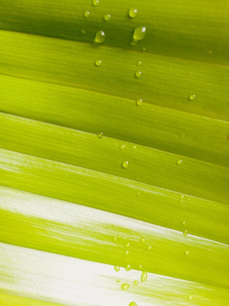 Full frame shot of wet green leaves