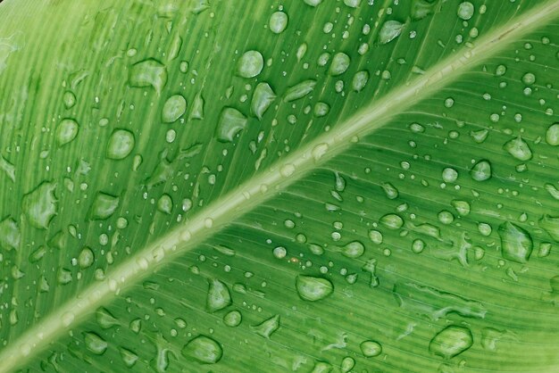 Photo full frame shot of wet leaf