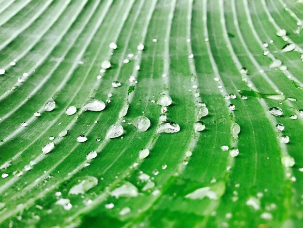 Full frame shot of wet leaf