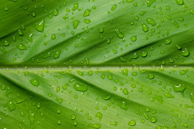 Full frame shot of wet leaf