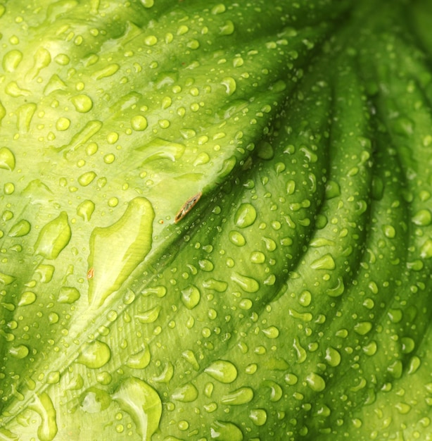 Photo full frame shot of wet leaf
