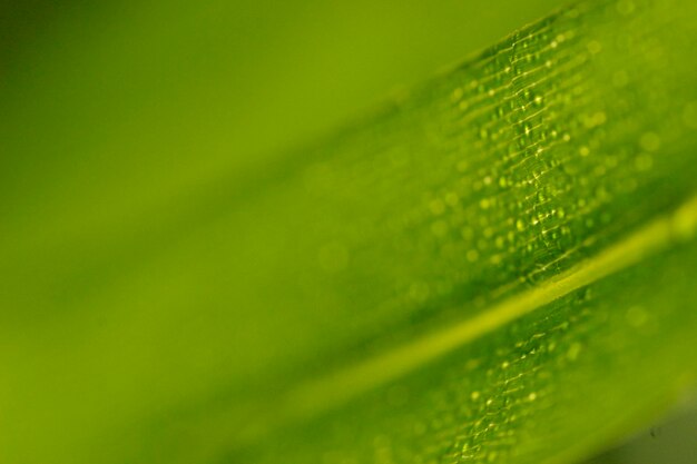 Full frame shot of wet leaf