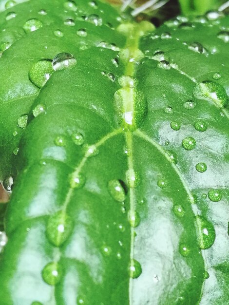 Full frame shot of wet leaf