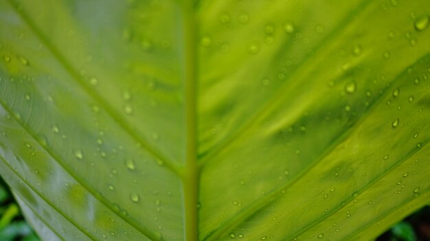 Full frame shot of wet leaf