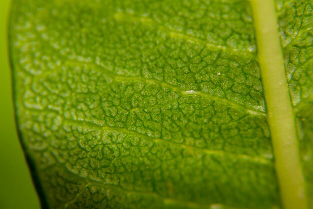 Photo full frame shot of wet leaf