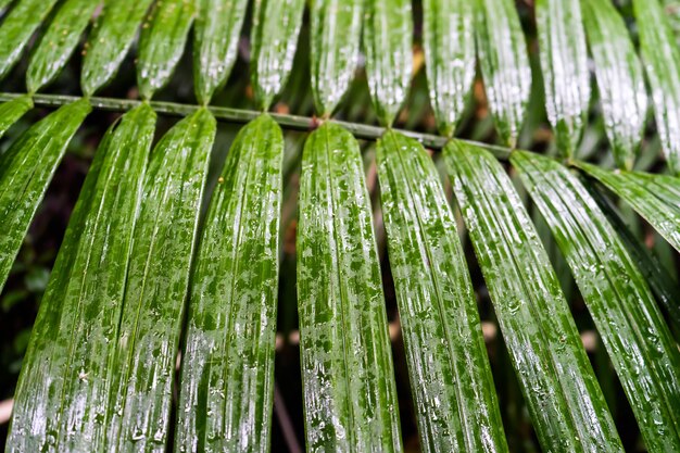 Photo full frame shot of wet leaf