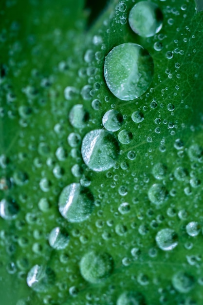 Photo full frame shot of wet leaf