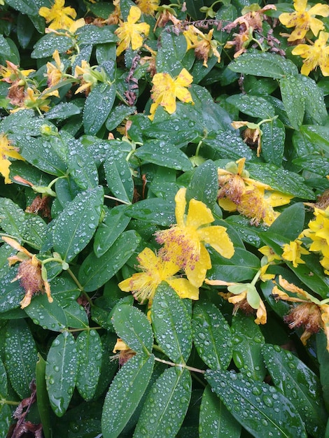 Photo full frame shot of wet leaves during rainy season