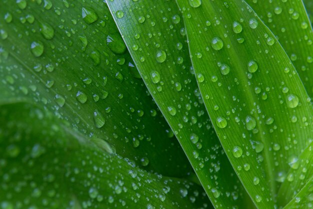 Photo full frame shot of wet leaves on rainy day