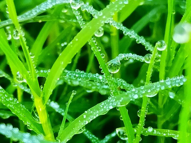 Full frame shot of wet leaves on rainy day