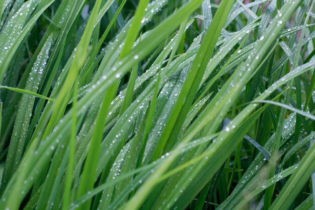 Full frame shot of wet leaves on rainy day