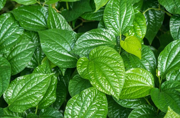 Full frame shot of wet leaves