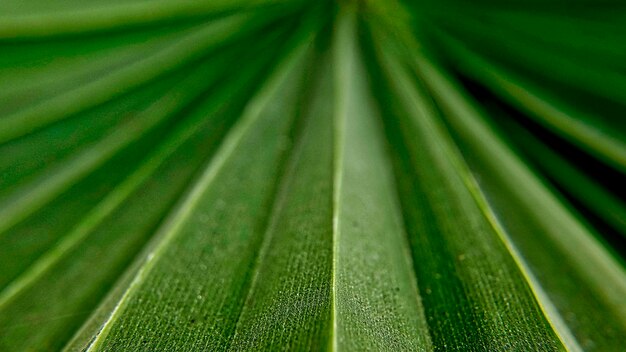 Photo full frame shot of wet leaves