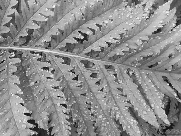 Full frame shot of wet leaves