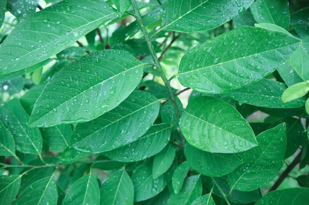 Full frame shot of wet leaves