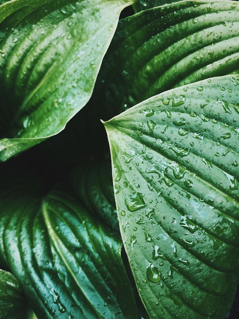 full frame shot of wet leaves