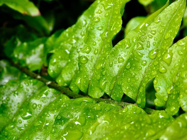 Photo full frame shot of wet leaves