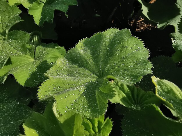 Full frame shot of wet leaves