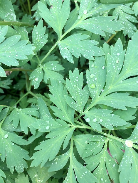 Photo full frame shot of wet leaves