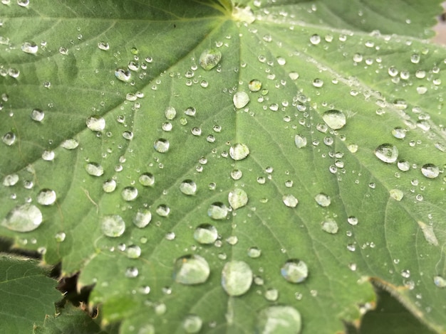 Full frame shot of wet leaves