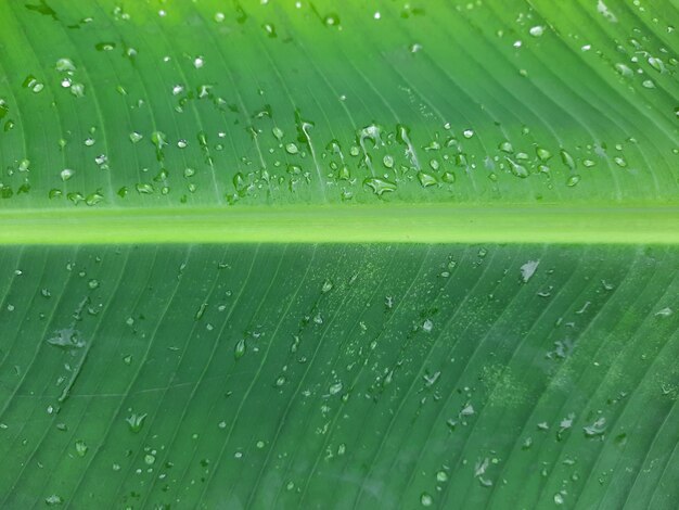 Full frame shot of wet leaves