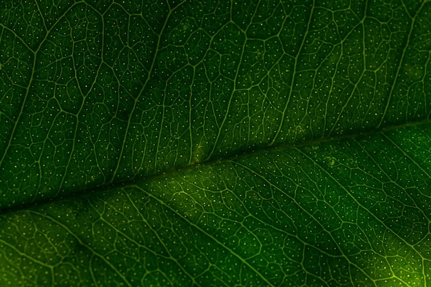 Full frame shot of wet leaves