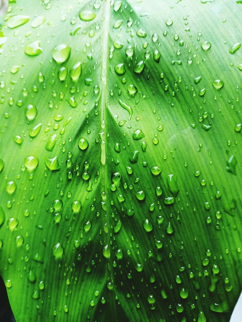 Full frame shot of wet leaves