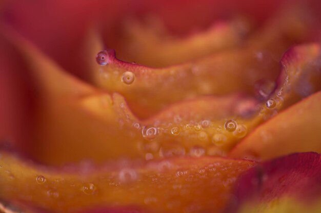 Photo full frame shot of wet orange rose