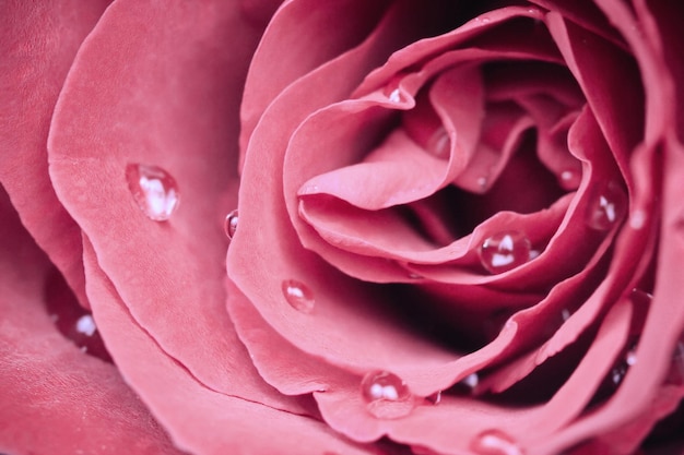 Photo full frame shot of wet pink rose