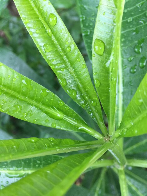 Full frame shot of wet plant