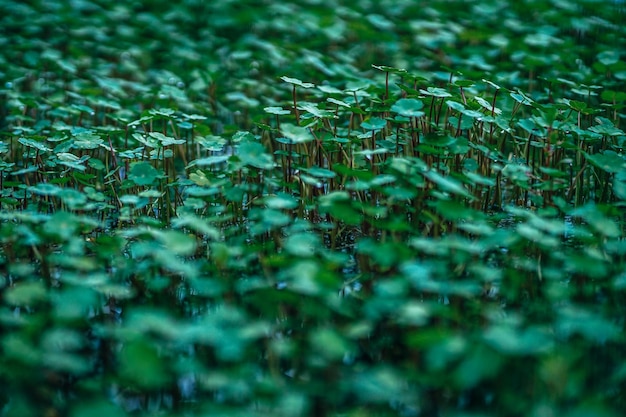 Photo full frame shot of wet plants on field