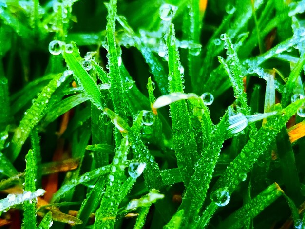 Photo full frame shot of wet plants