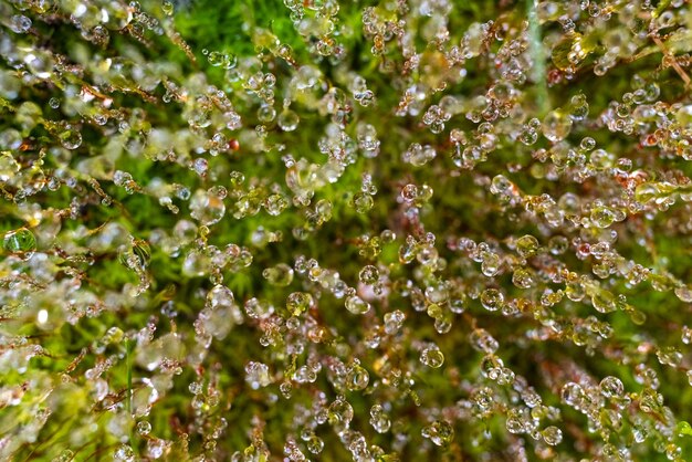 Full frame shot of wet plants