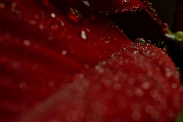 Foto foto completa di un fiore rosso bagnato