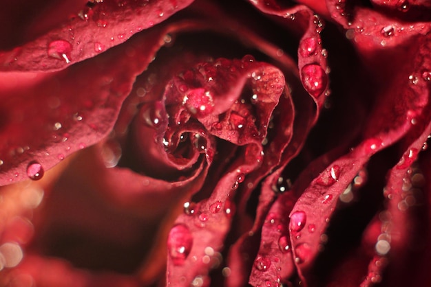 Foto fotografia completa di una rosa rossa bagnata che fiorisce all'aperto