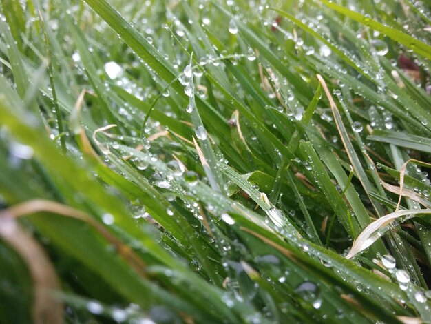 Full frame shot of wet spider web on plant