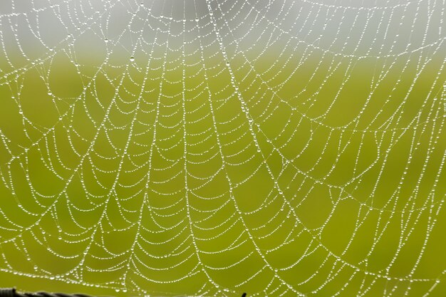 Photo full frame shot of wet spider web