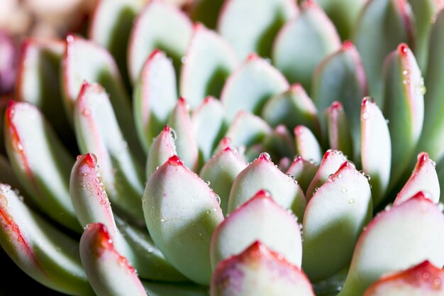 Photo full frame shot of wet succulent plant