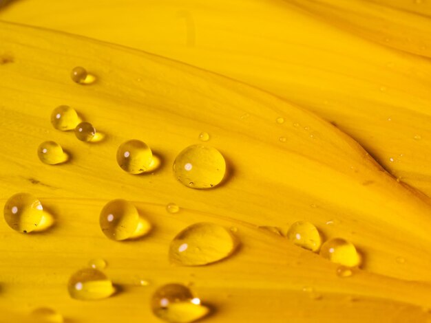 Full frame shot of wet yellow flower