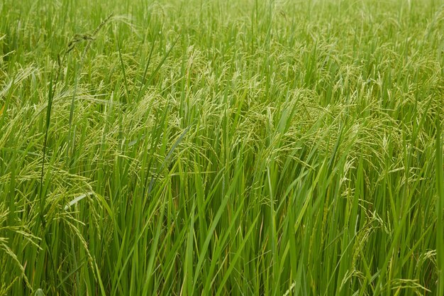 Full frame shot of wheat field