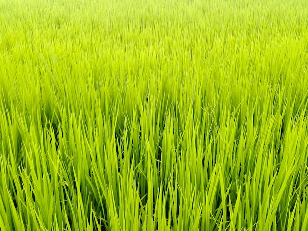 Full frame shot of wheat field