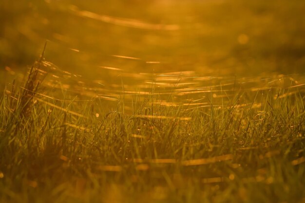 Full frame shot of wheat field