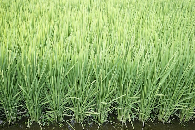 Photo full frame shot of wheat field