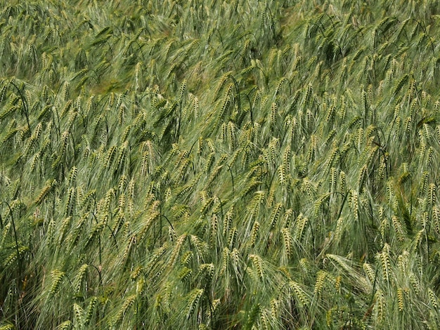 Full frame shot of wheat field