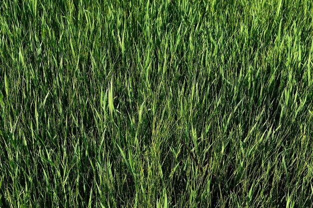 Foto fotografia completa del campo di grano